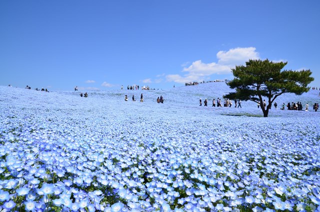 ชวนชมทุ่ง “โคเชีย-KOCHIA” พืชมหัศจรรย์แห่งฤดูใบไม้ร่วง ที่ จ.อิบารากิ ญี่ปุ่น
