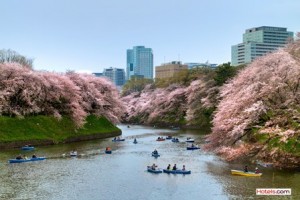 Sakura 3_Tokyo