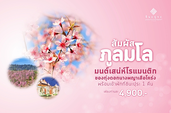 “โรงแรมชินะปุระ” ชวนนักเดินทาง ชมซากุระเมืองไทยที่ “ภูลมโล”