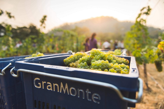 “ไร่องุ่นไวน์กราน-มอนเต้” มอบประสบการณ์สุดพิเศษ กับ “GranMonte Sparkling Harvest Festival 2020”
