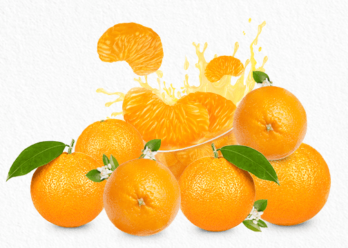 “ส้มแมนดาริน” ผลไม้นางเอกประจำเทศกาลตรุษจีน